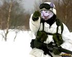 CrazyCat